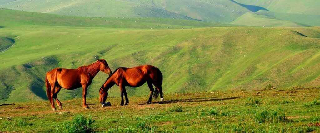 Конные прогулки в Геленджике