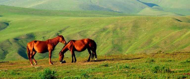 Конные прогулки в Геленджике